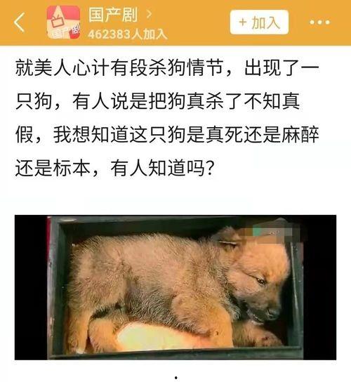 群演爆料白猫已死视频,白猫生死之谜，真相竟如此惊人！